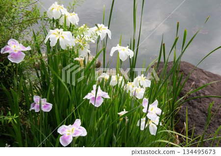 The Kyu-Shiba Rikyu Gardens. The pondside scenery is colored by white and pale purple irises that bloom in June. 134495673