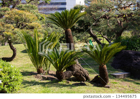 原芝離宮庭園。日本庭園中的蘇鐵與初夏綠植 134495675