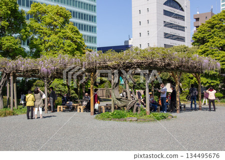 原芝離宮庭園。春日庭園景色,人們在紫藤花架下休息。 原芝離宮庭園。春日庭園景色,人們在紫藤花架下休息。 134495676