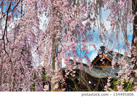 Beautiful cherry blossoms at Hokongoin Temple in Kyoto (Ukyo Ward, Kyoto City, Kyoto Prefecture) 134495806