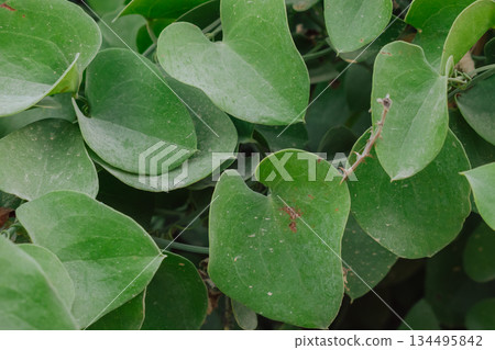 Lush heart-shaped leaves of the Smilax aspera vine (Rough Bindweed) create a natural wall Lush heart-shaped leaves of the Smilax aspera vine (Rough Bindweed) create a natural wall 134495842