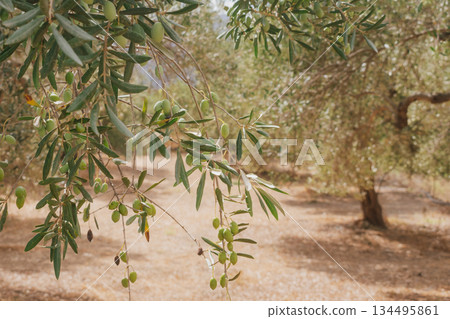 Branch of olive tree with small green olives in rays of Greek sun. 134495861