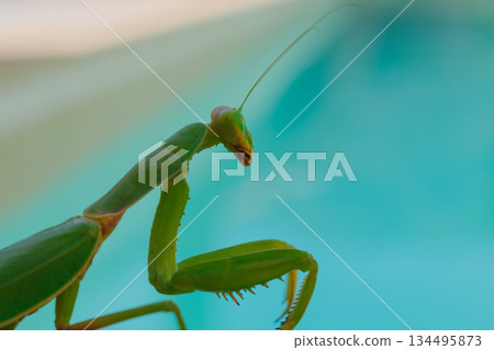 Green European mantis against the background of a swimming pool and blue water 134495873