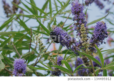 Black Carpenter Bee gathering nectar from lavender-purple Vitex flowers 134495912