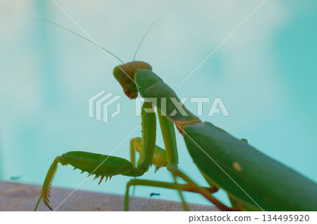 Green European mantis against the background of a swimming pool and blue water 134495920