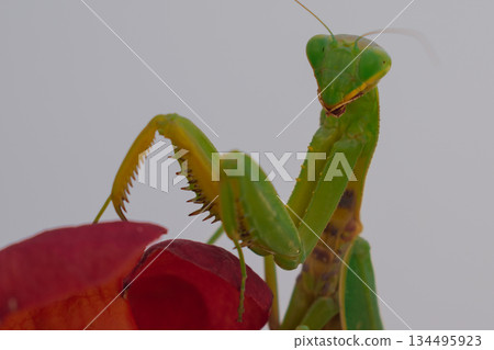 Green European mantis posing and smiling against the background of a red flower Green European mantis posing and smiling against the background of a red flower 134495923