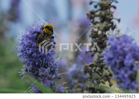 Fuzzy Bumblebee collecting nectar from lavender-purple Vitex agnus-castus flowers 134495925