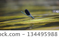 damselfly beautiful demoiselle, Calopteryx virgo, sitting on a water plant, river 134495988