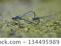 Small red-eyed damselflies or Small redeye, Erythromma viridulum, mating on a duckweed, water river 134495989