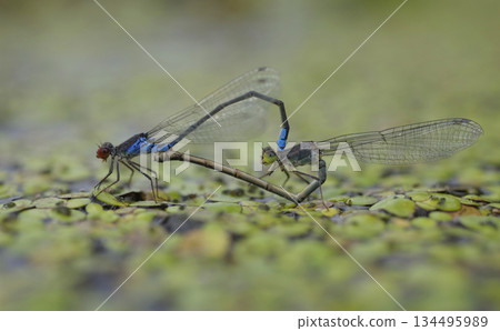 Small red-eyed damselflies or Small redeye, Erythromma viridulum, mating on a duckweed, water river 134495989