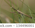 European mantis or praying mantis, Mantis religiosa, crawling stalking in a grass seeking for prey, field 134496001