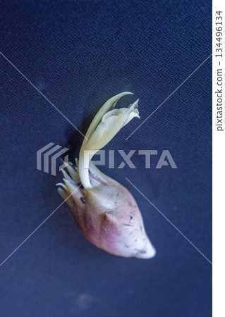 從可食用花穗中冒出的茗荷花 從可食用花穗中冒出的茗荷花 134496134
