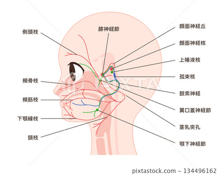 顏面神經及其名稱的示意圖 134496162