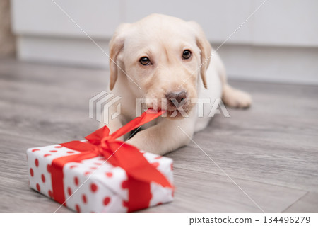 A Labrador puppy plays and chews on a ribbon from a gift 134496279