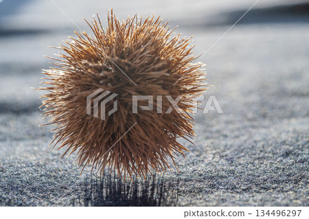 Chestnut balls standing on the thin tips of their thorns 134496297