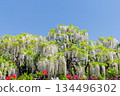 Wisteria flowers shining in the blue sky 134496302
