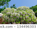 A landscape with wisteria's flowers 134496303