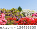 Azalea and wisteria flowers shining against the blue sky 134496305