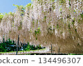 A landscape with pale pink wisteria 134496307
