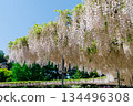 A landscape with pale pink wisteria 134496308