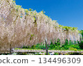 A landscape with pale pink wisteria 134496309