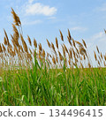 Common reeds swaying in the wind under a blue sky 134496415