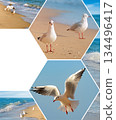 Seagull Collage on Sunny Beach Background 134496417
