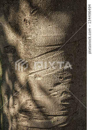 The trunk of a Machilus thunbergii tree, where the scars of its youth have grown large 134496494