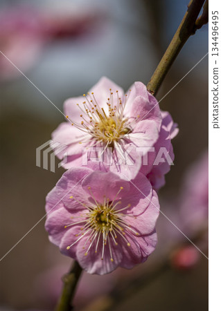 The stamens of red plum blossoms herald the arrival of early spring 134496495