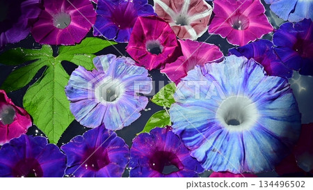 Morning glory flowers floating on the water surface Morning glory flowers floating on the water surface 134496502