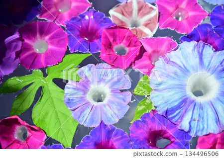 Morning glory flowers floating on the water surface Morning glory flowers floating on the water surface 134496506