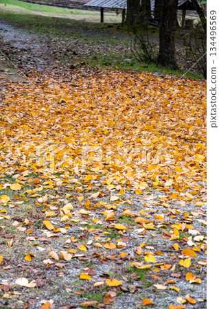 一條小徑掩映在橙色的落葉之中 134496569