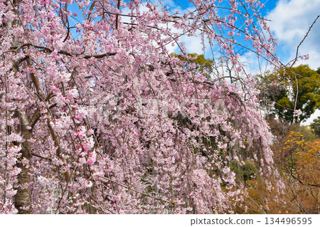 Beautiful cherry blossoms at Hokongoin Temple in Kyoto (Ukyo Ward, Kyoto City, Kyoto Prefecture) 134496595