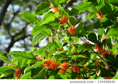 Osmanthus (Fragrant Osmanthus) evergreen small tree 134496640