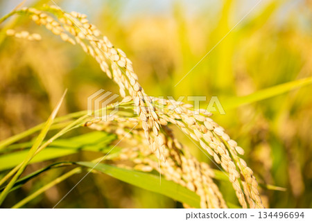 Rice field Rice field 134496694