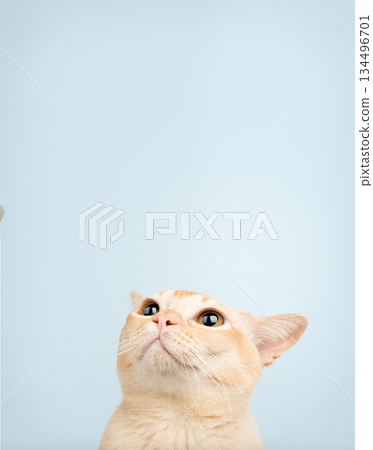 The cat is peeking out from below The cat is peeking out from below 134496701