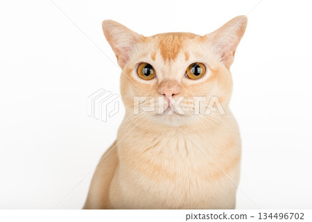 Portrait of a ginger cat Portrait of a ginger cat 134496702