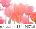 鬱金香花 134496719