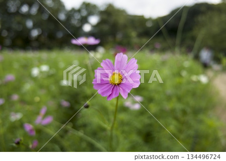 A single pink cosmos blooming in a cosmos field 134496724