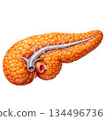 Human pancreas glandular texture organ anatomy medical illustration biological endocrine system detailed health science educational concept isolated transparency background vital firm body 134496736