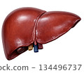 Human liver smooth reddish brown anatomy organ health medical biology depicts vital healthy internal body part isolated on transparency background for science education 134496737