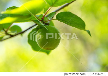 Ome fruit Ome fruit 134496743