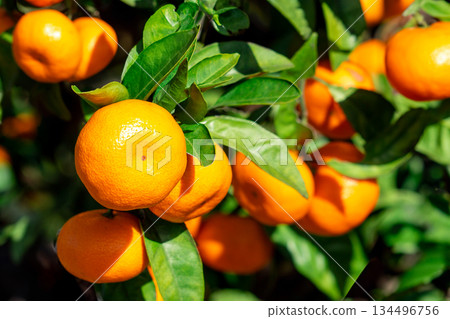Orange garden 134496756