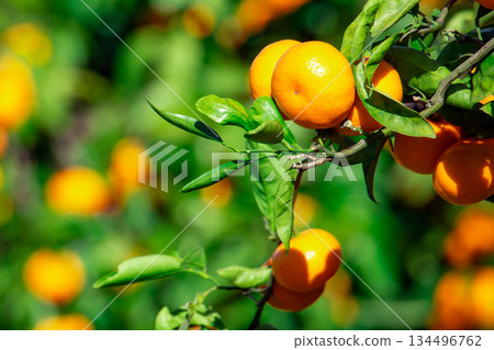 橙色的花園 134496762