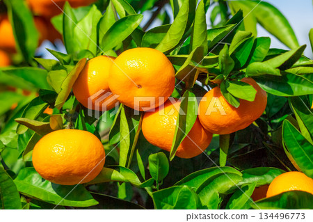 Orange garden 134496773