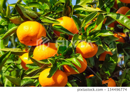 Orange garden Orange garden 134496774