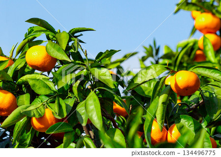 Orange garden Orange garden 134496775
