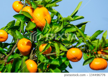 Orange garden 134496776
