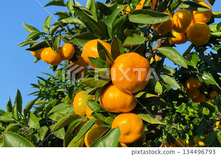 Orange garden Orange garden 134496793