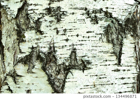 birch bark texture natural background paper close-up. Background texture birch bark texture natural background paper close-up. Background texture 134496871